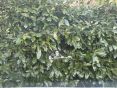 LEXUS NX 300H PREMIER (PAN ROOF) 49260 MILES - 1932 - 15
